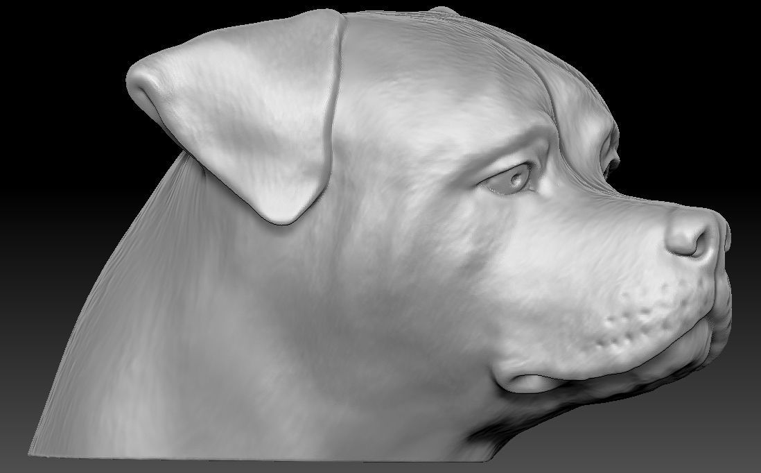 Rottweiler head for 3D printing 3D print model_4