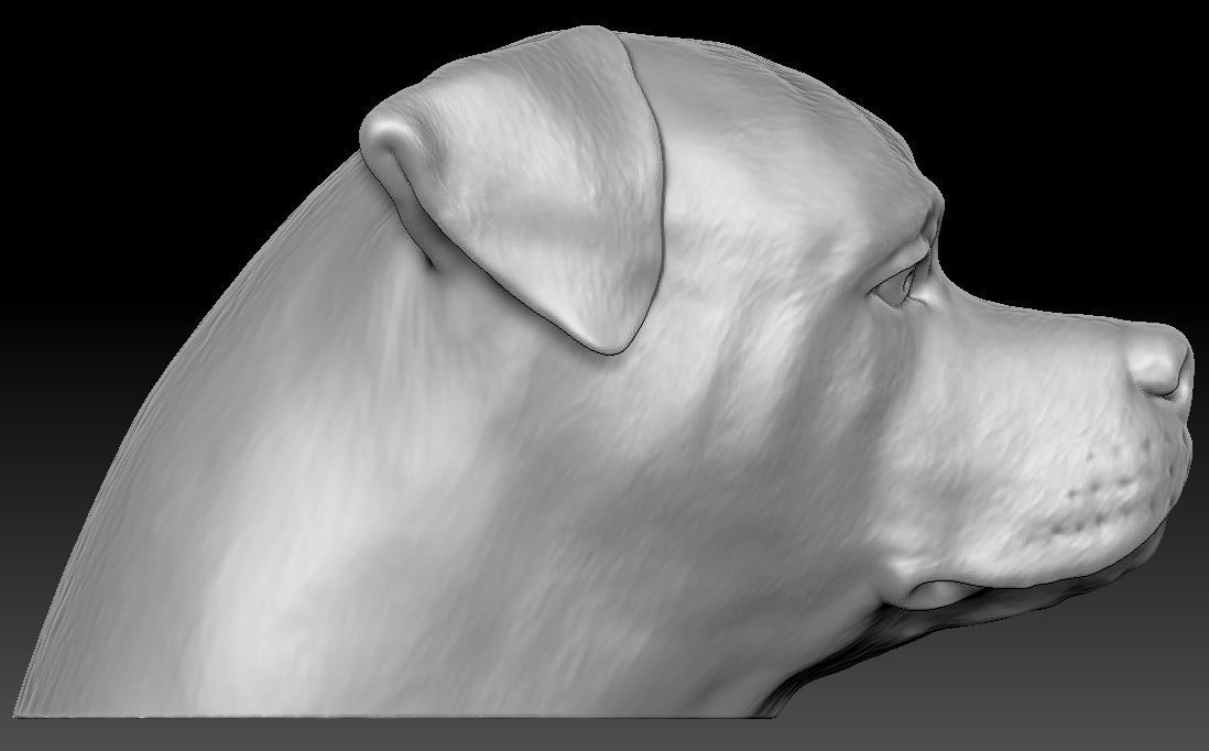 Rottweiler head for 3D printing 3D print model_5