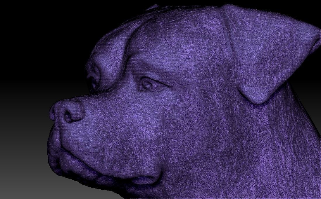 Rottweiler head for 3D printing 3D print model_22