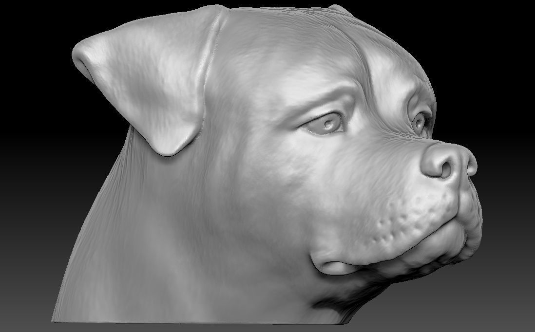 Rottweiler head for 3D printing 3D print model_3