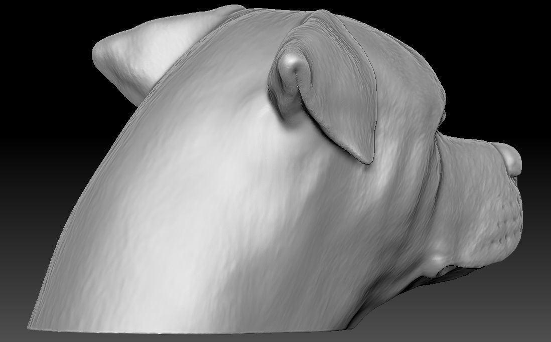 Rottweiler head for 3D printing 3D print model_6