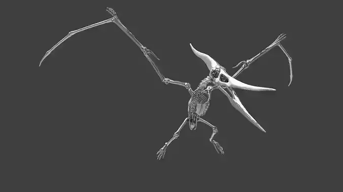 Pteranodon Skeleton 