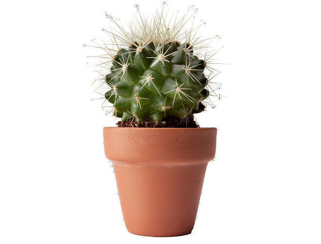 Cactus Pot Free 3D model