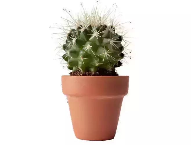 Cactus Pot