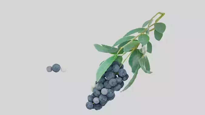 lohina blackberries on branch