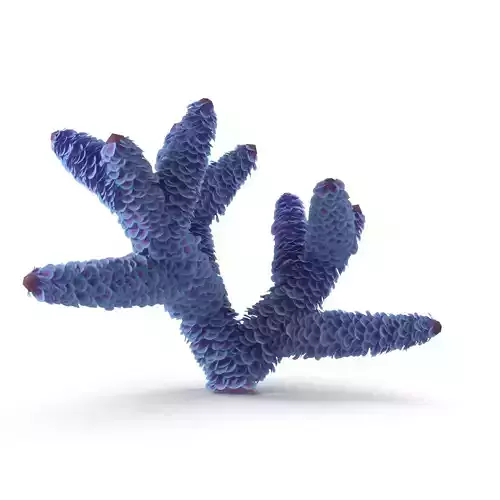 Seaweed coral 3D model