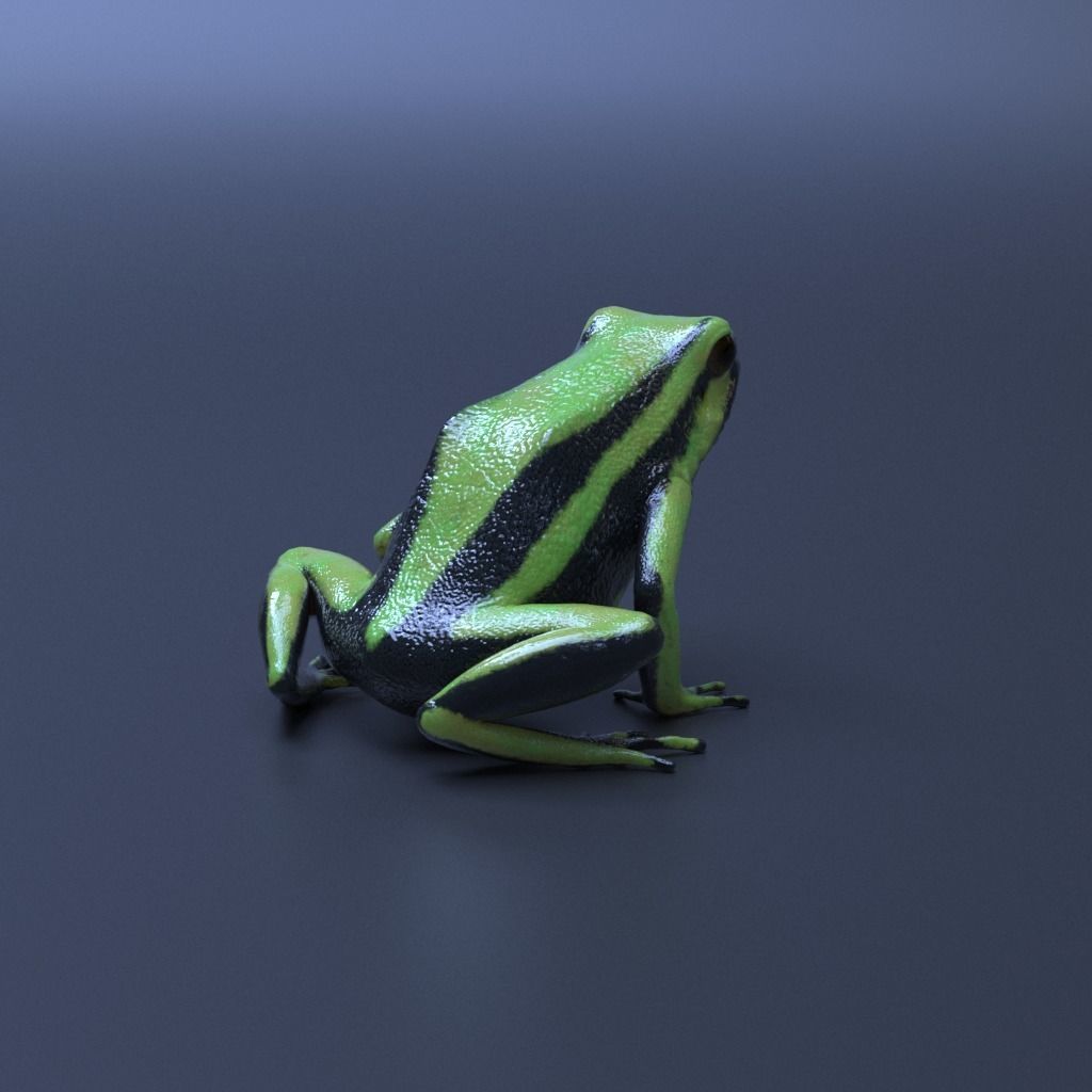 Poison Dart Frogs v3 - Package 3D model_18