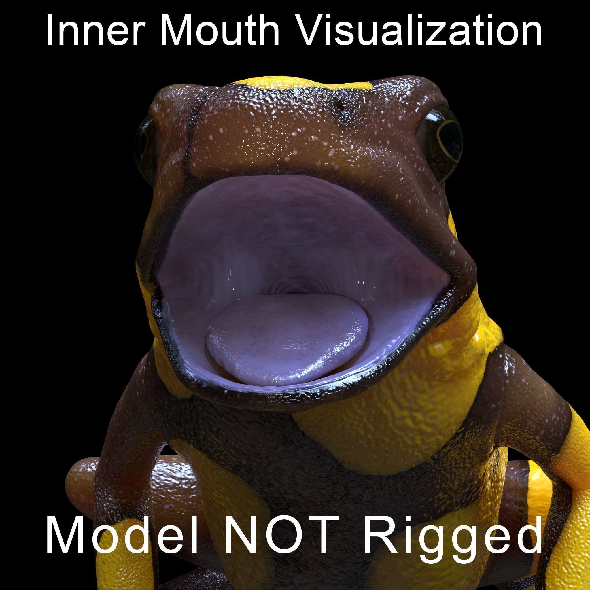 Poison Dart Frogs v3 - Package 3D model_55