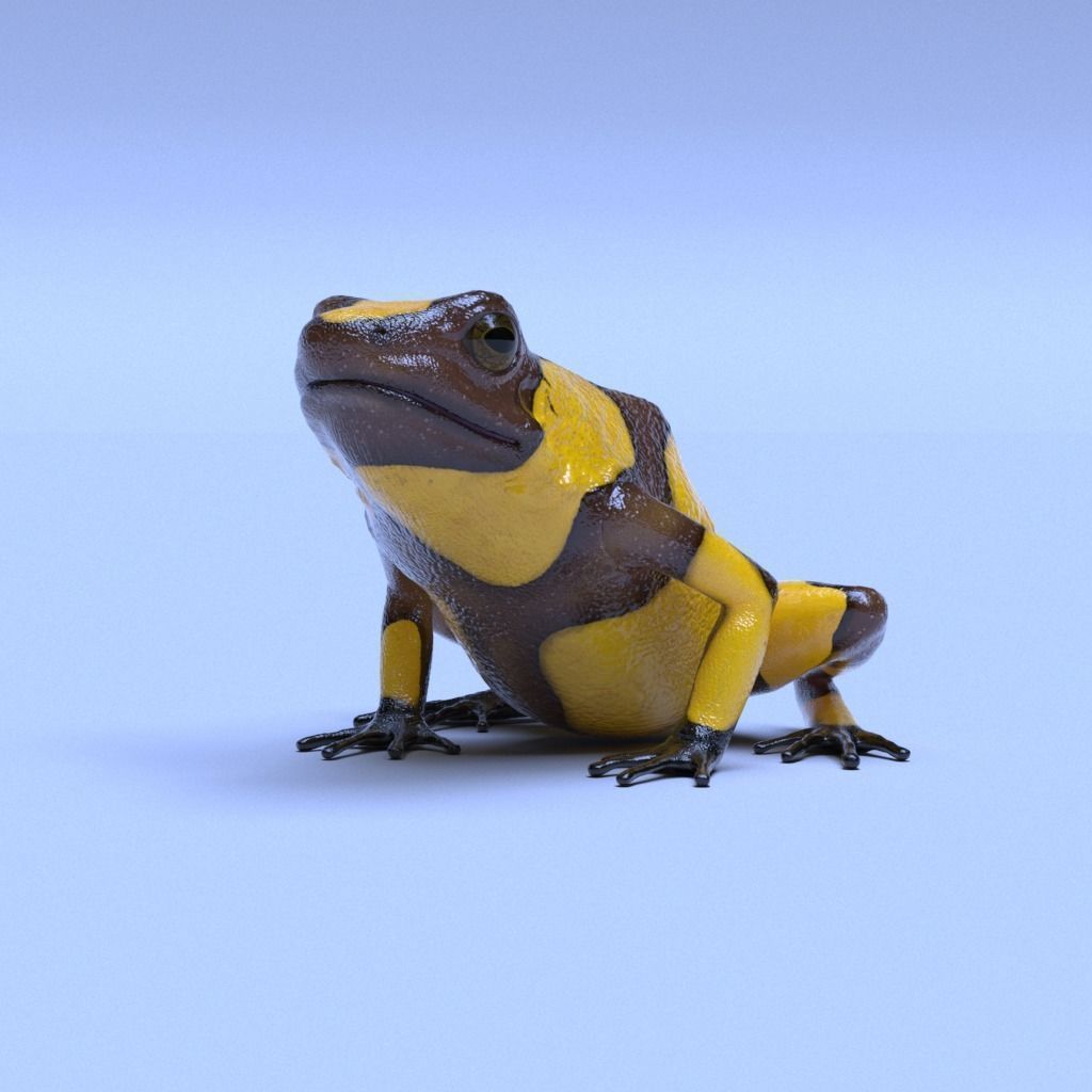 Poison Dart Frogs v3 - Package 3D model_61