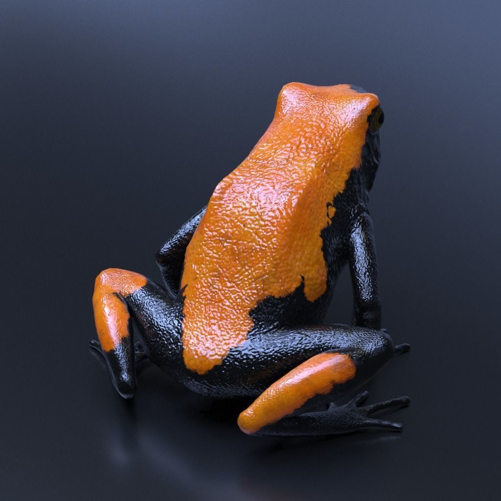 Poison Dart Frogs v3 - Package 3D model_33