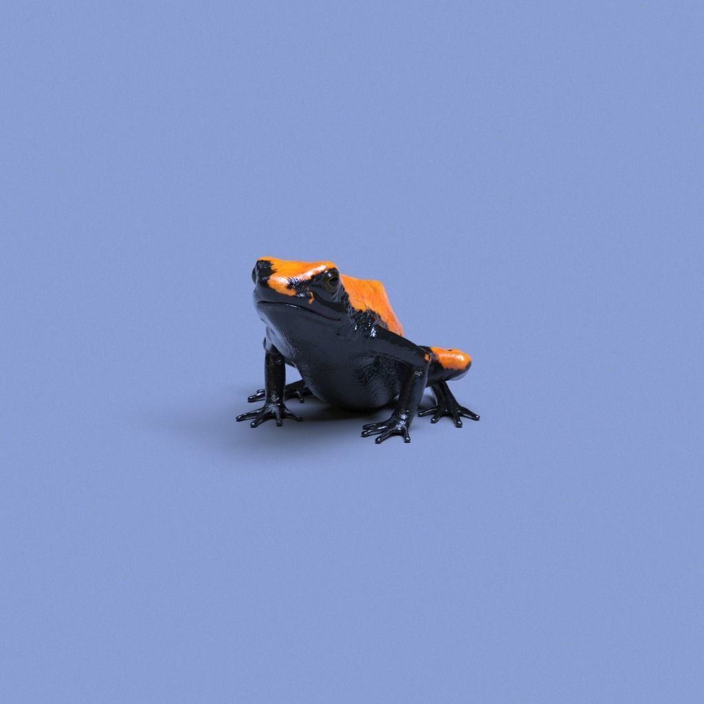 Poison Dart Frogs v3 - Package 3D model_47