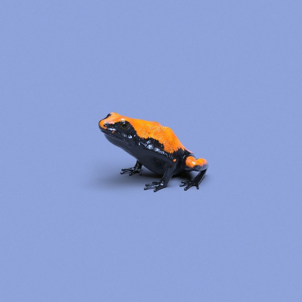 Poison Dart Frogs v3 - Package 3D model_46