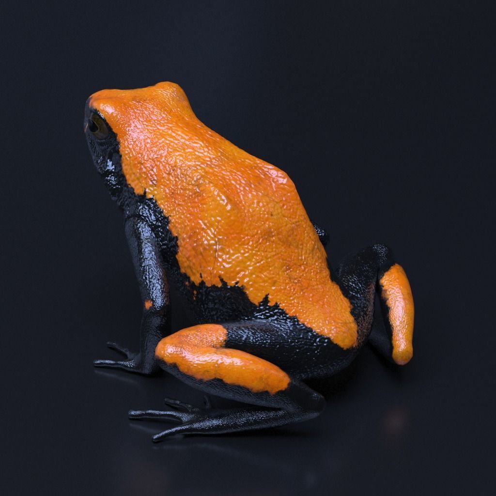 Poison Dart Frogs v3 - Package 3D model_31