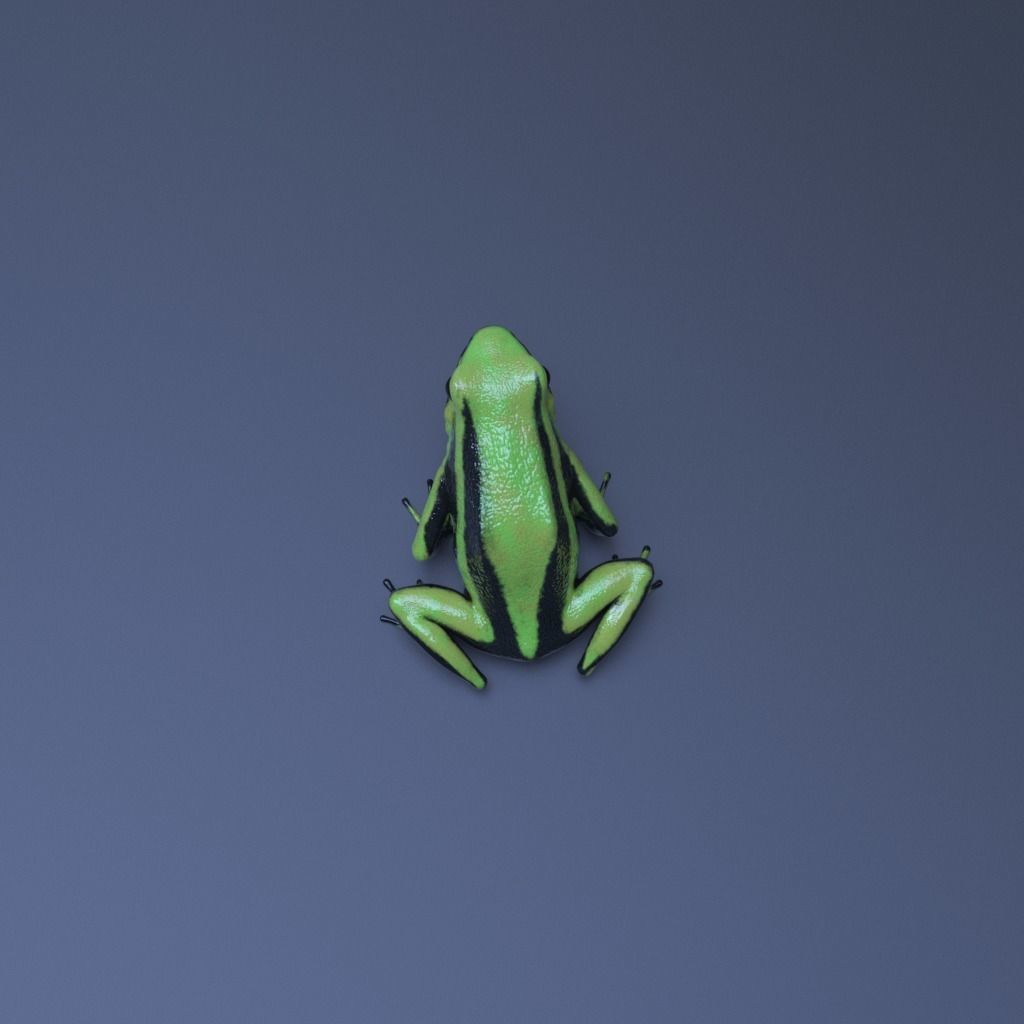 Poison Dart Frogs v3 - Package 3D model_20