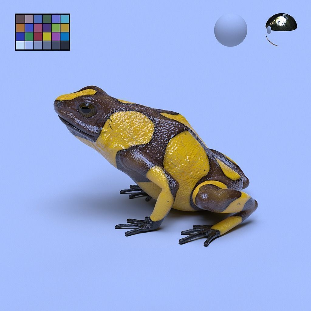 Poison Dart Frogs v3 - Package 3D model_1