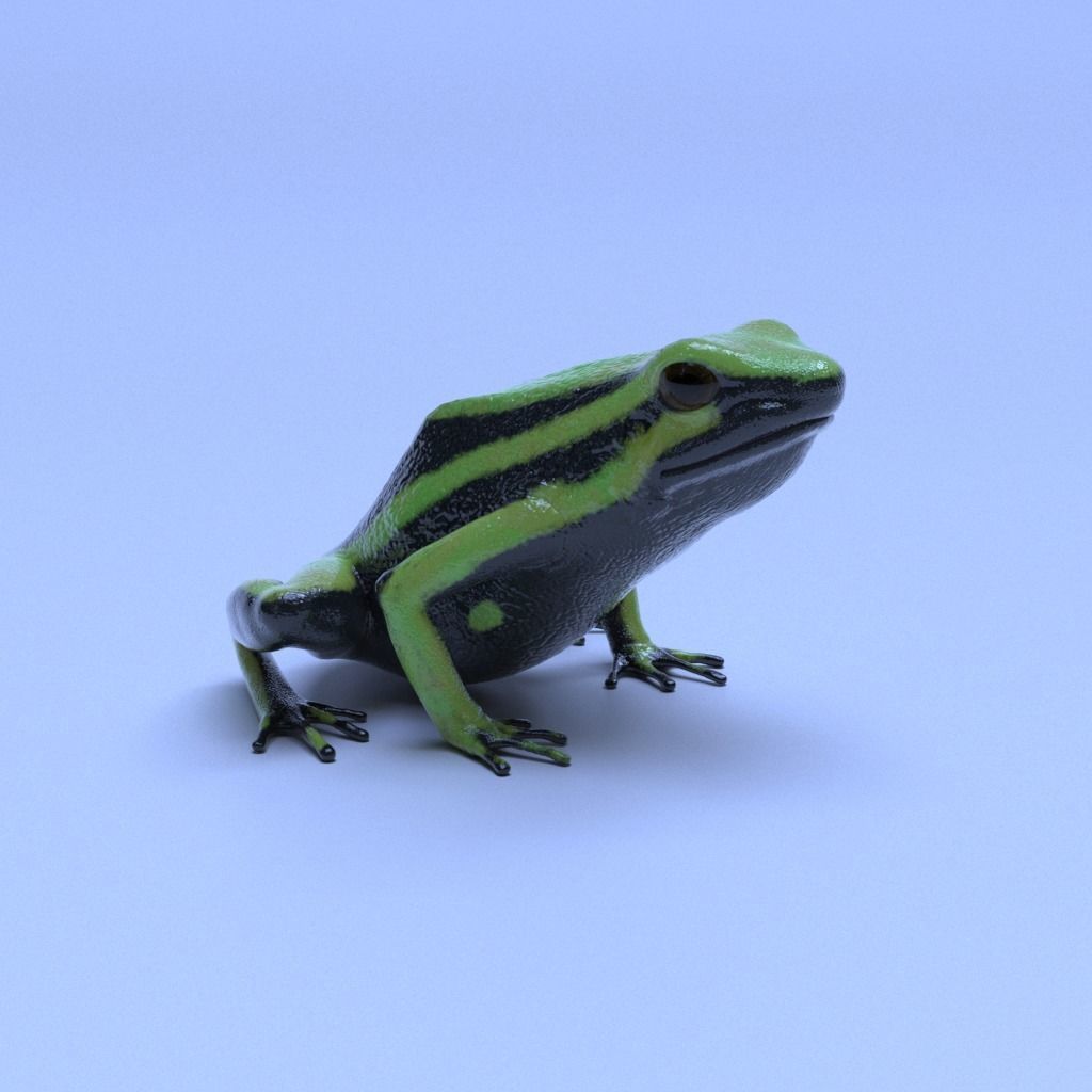 Poison Dart Frogs v3 - Package 3D model_23