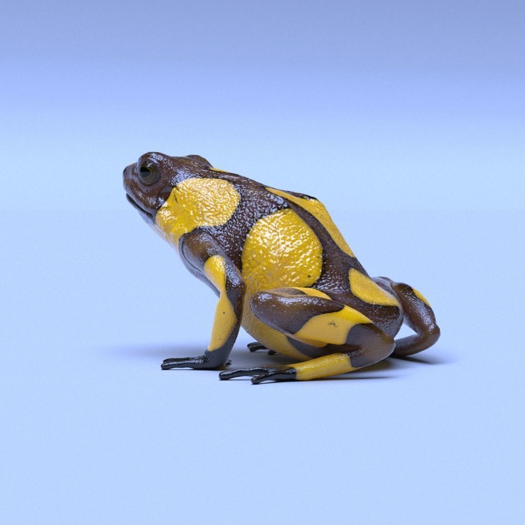 Poison Dart Frogs v3 - Package 3D model_58