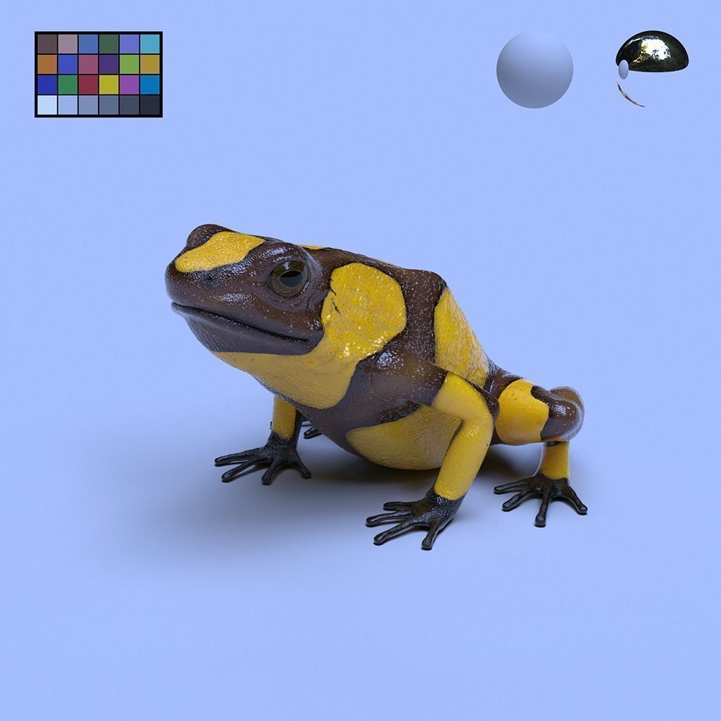 Poison Dart Frogs v3 - Package 3D model_62