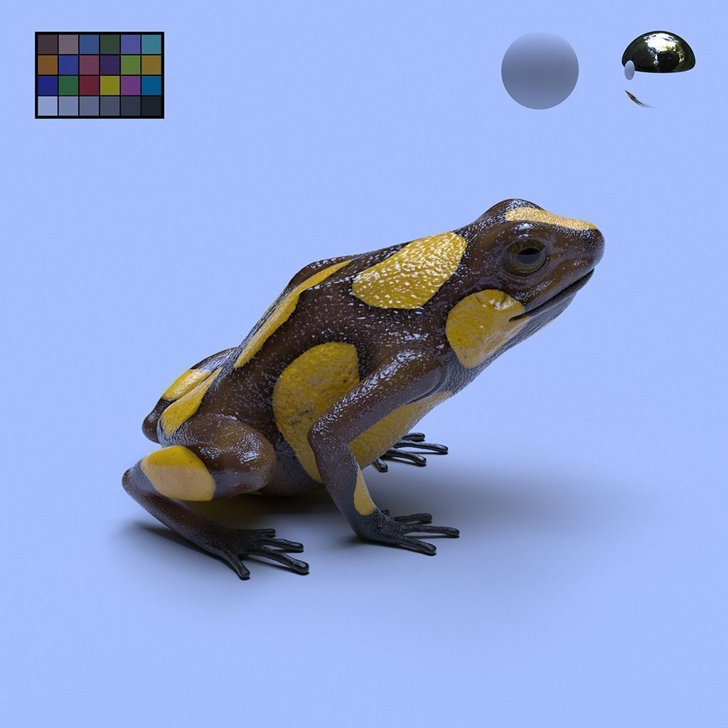 Poison Dart Frogs v3 - Package 3D model_65