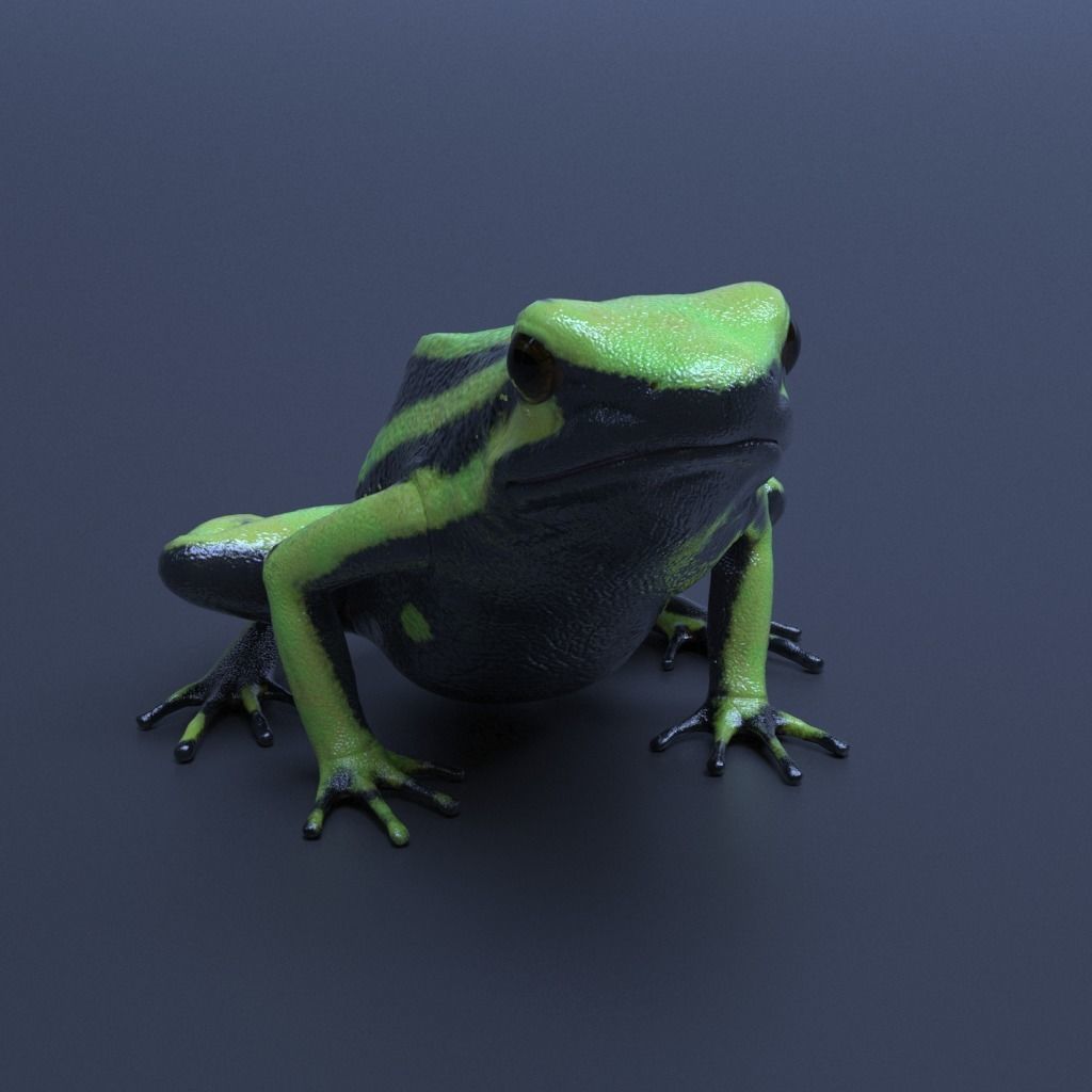 Poison Dart Frogs v3 - Package 3D model_15