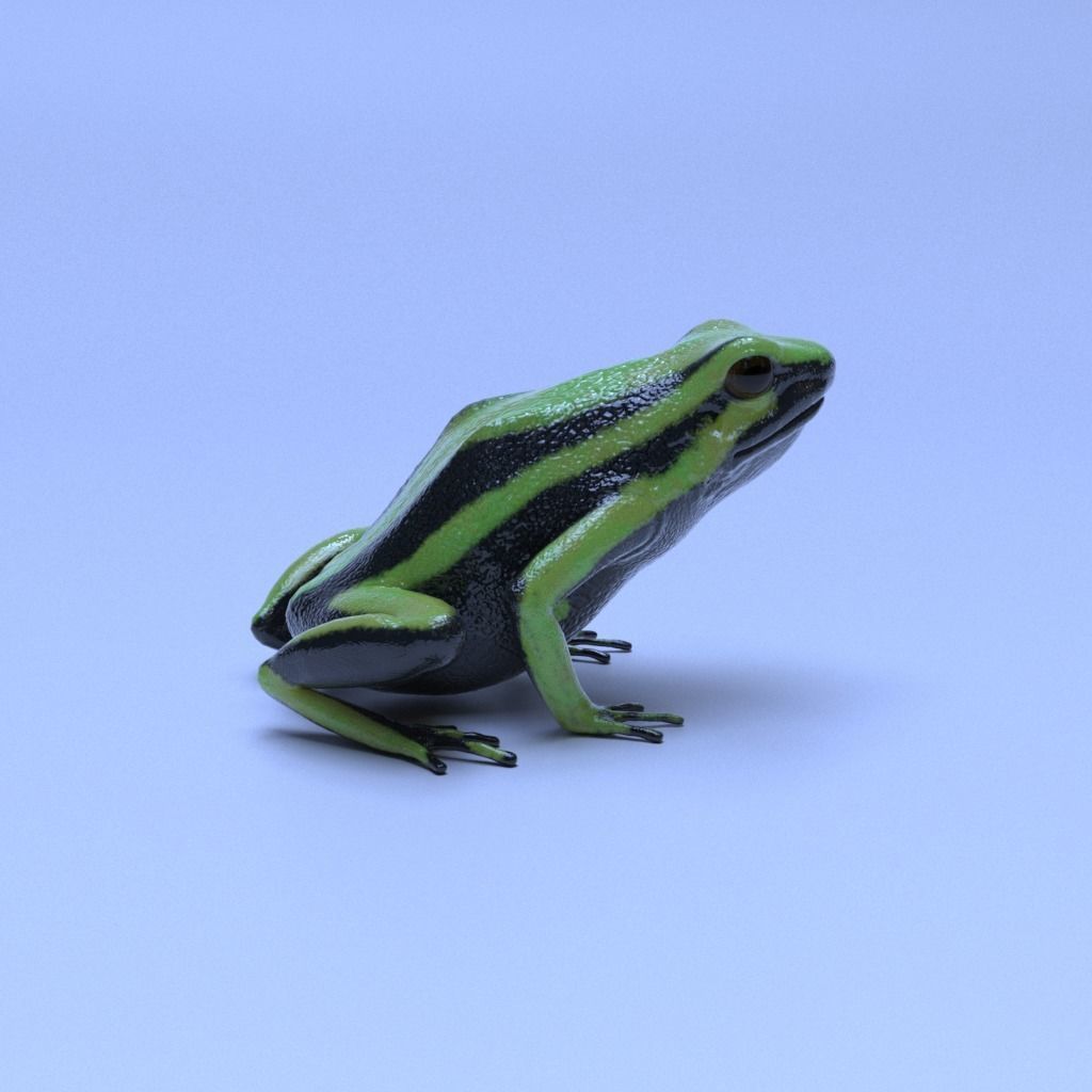 Poison Dart Frogs v3 - Package 3D model_24