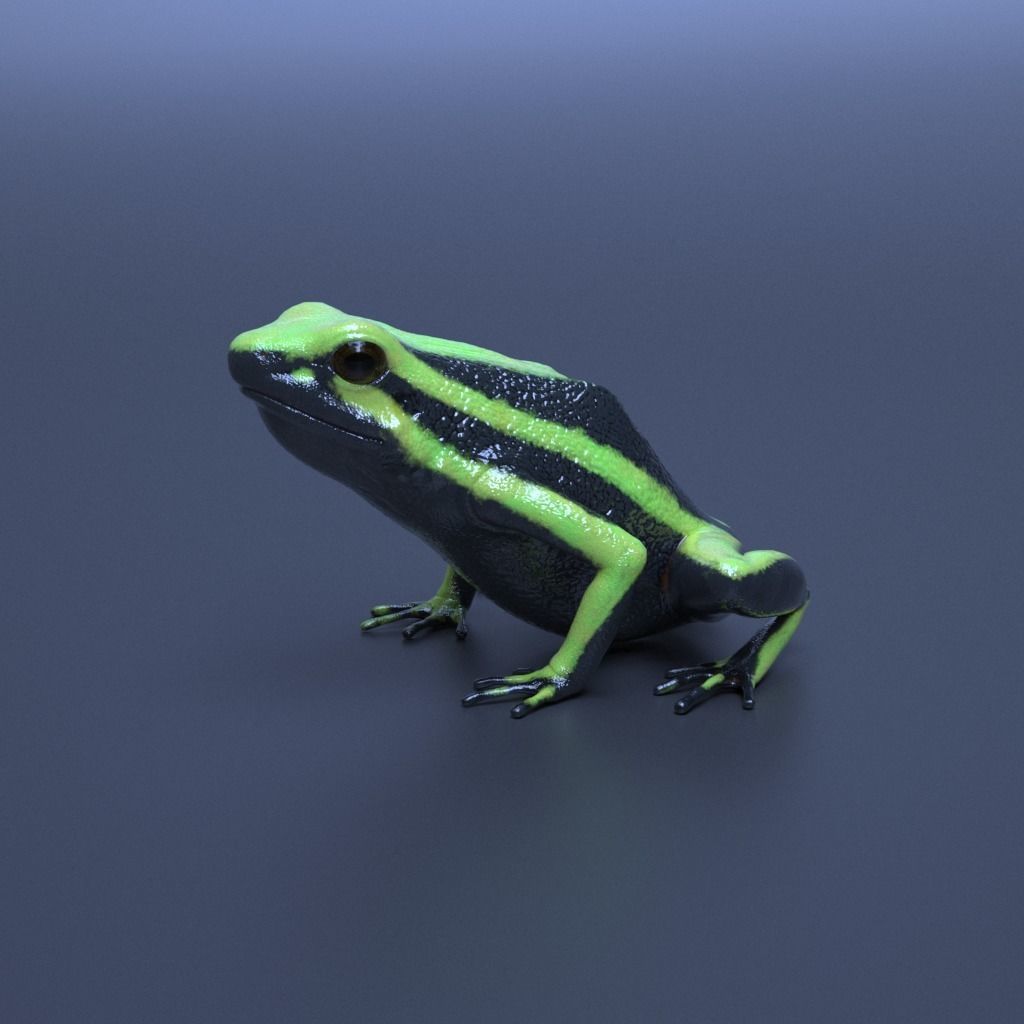 Poison Dart Frogs v3 - Package 3D model_2