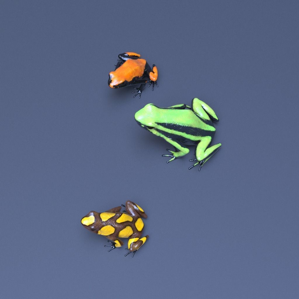 Poison Dart Frogs v3 - Package 3D model_14