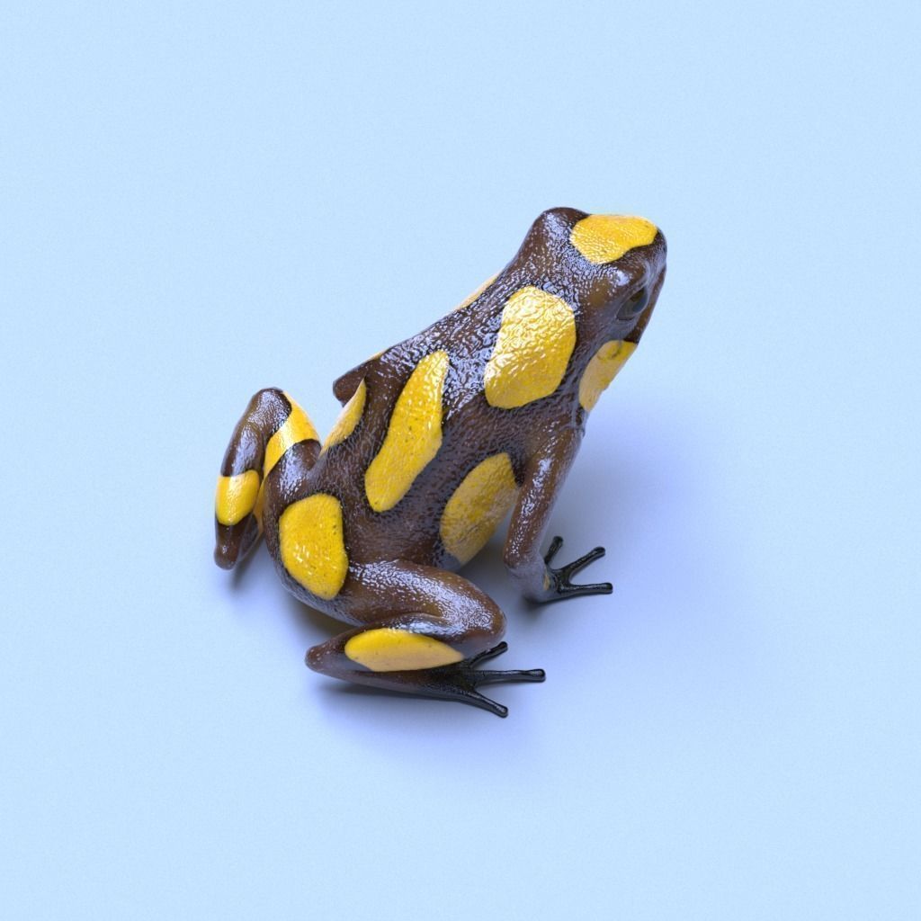 Poison Dart Frogs v3 - Package 3D model_60