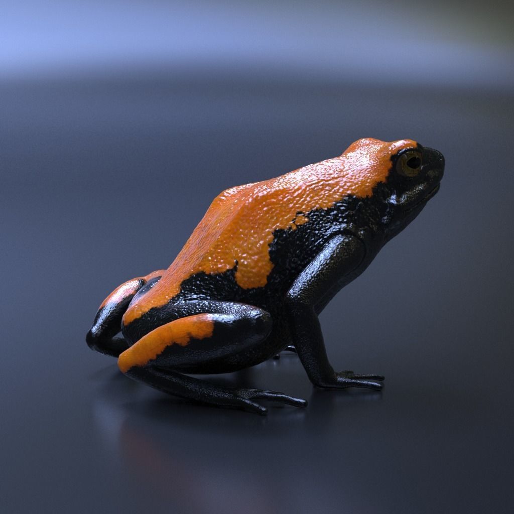 Poison Dart Frogs v3 - Package 3D model_34