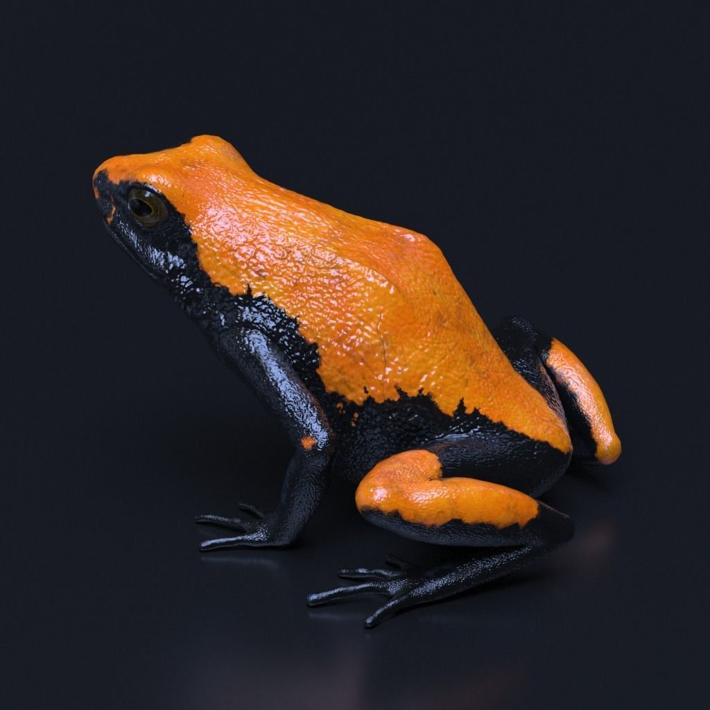 Poison Dart Frogs v3 - Package 3D model_30