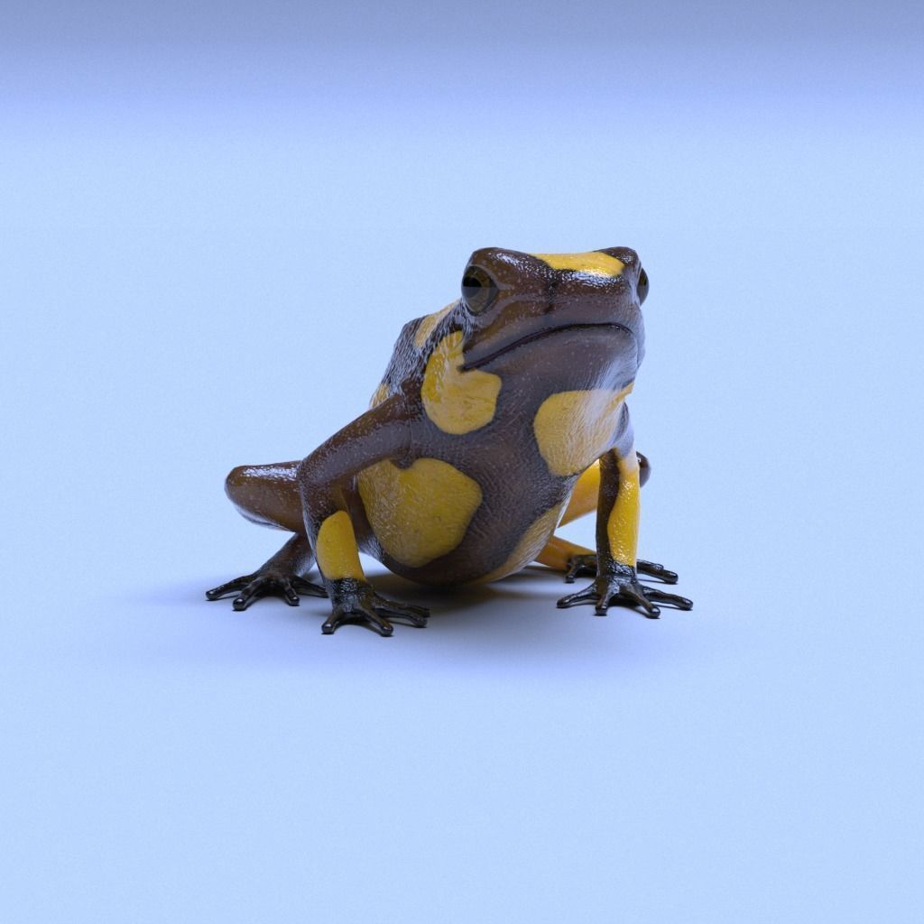 Poison Dart Frogs v3 - Package 3D model_59
