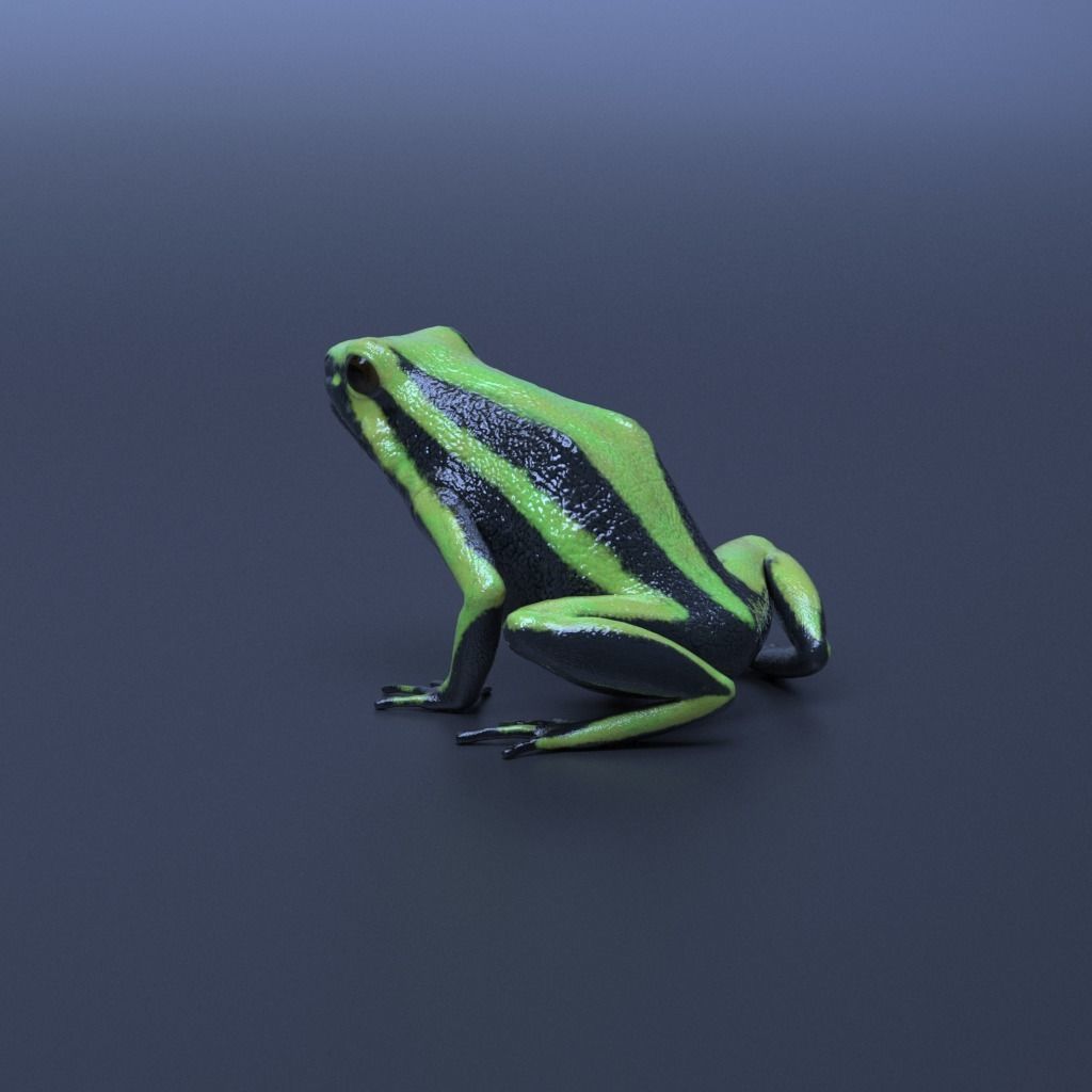 Poison Dart Frogs v3 - Package 3D model_19