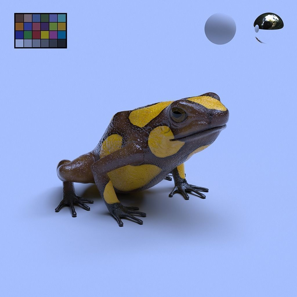 Poison Dart Frogs v3 - Package 3D model_64