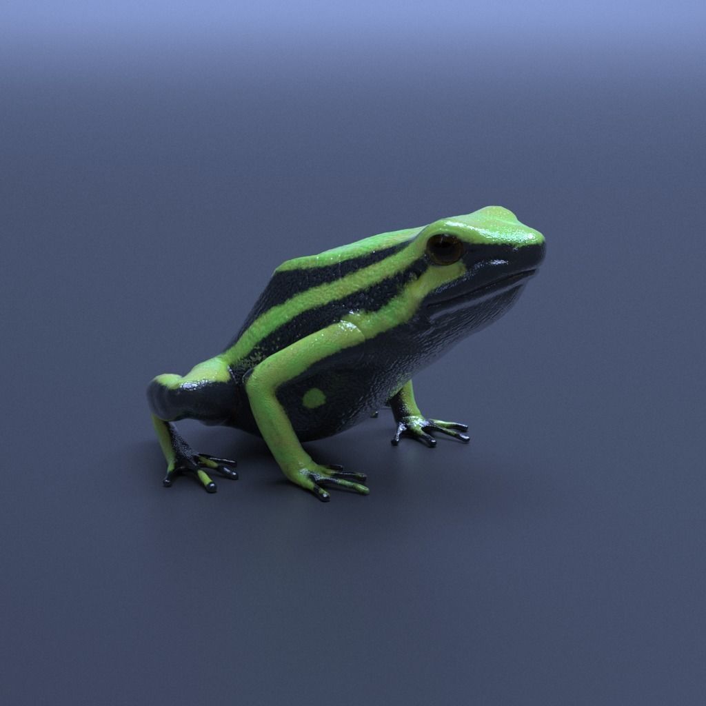 Poison Dart Frogs v3 - Package 3D model_16