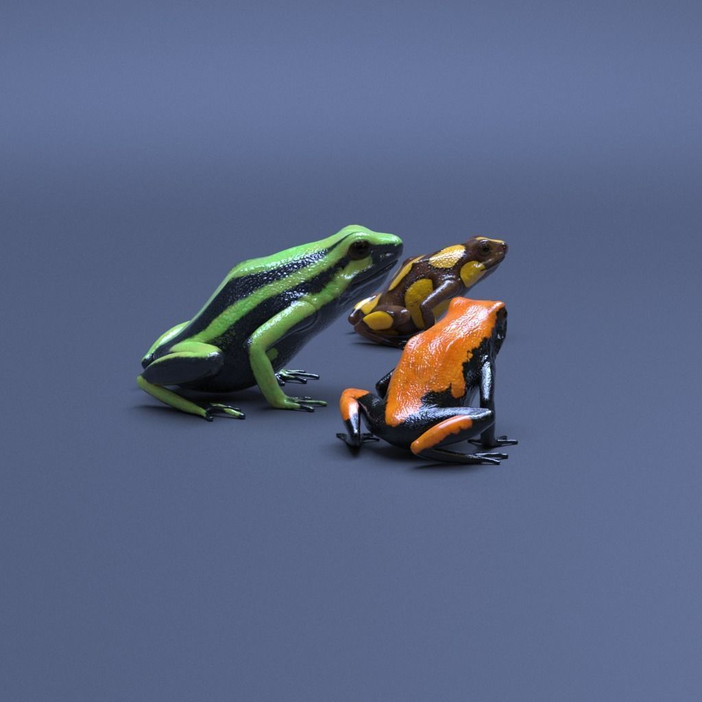 Poison Dart Frogs v3 - Package 3D model_10