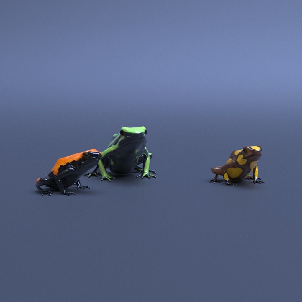 Poison Dart Frogs v3 - Package 3D model_11