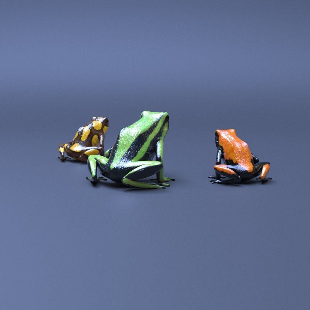 Poison Dart Frogs v3 - Package 3D model_12