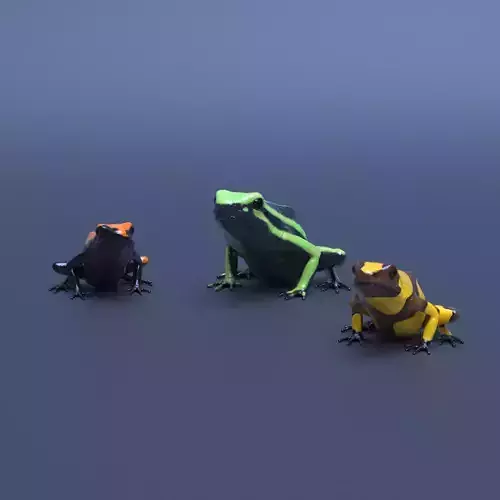 Poison Dart Frogs v3 - Package 3D model
