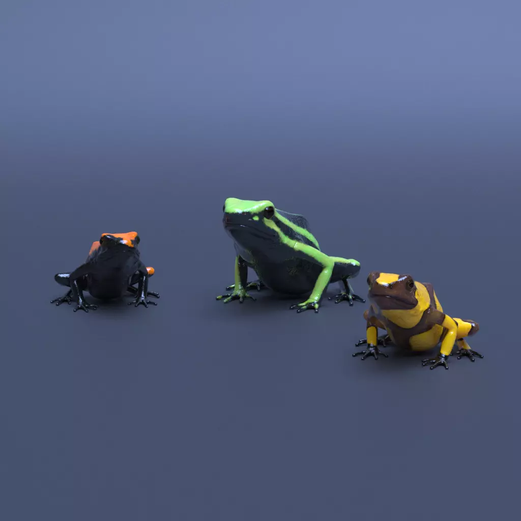 Poison Dart Frogs v3 - Package 3D model_0