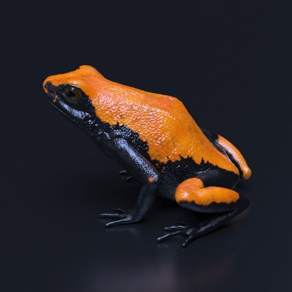 Poison Dart Frogs v3 - Package 3D model_29