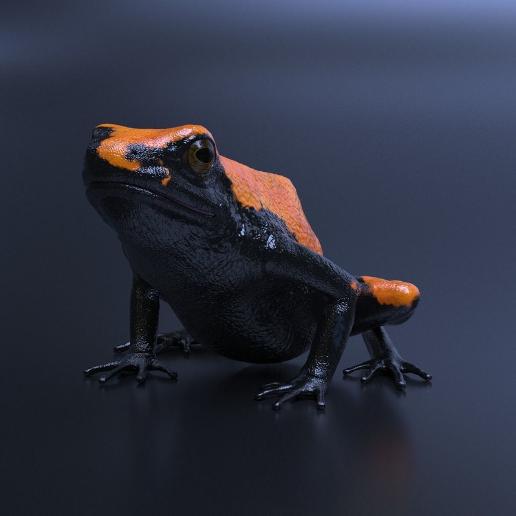 Poison Dart Frogs v3 - Package 3D model_39