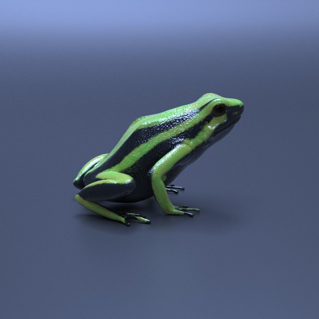 Poison Dart Frogs v3 - Package 3D model_17
