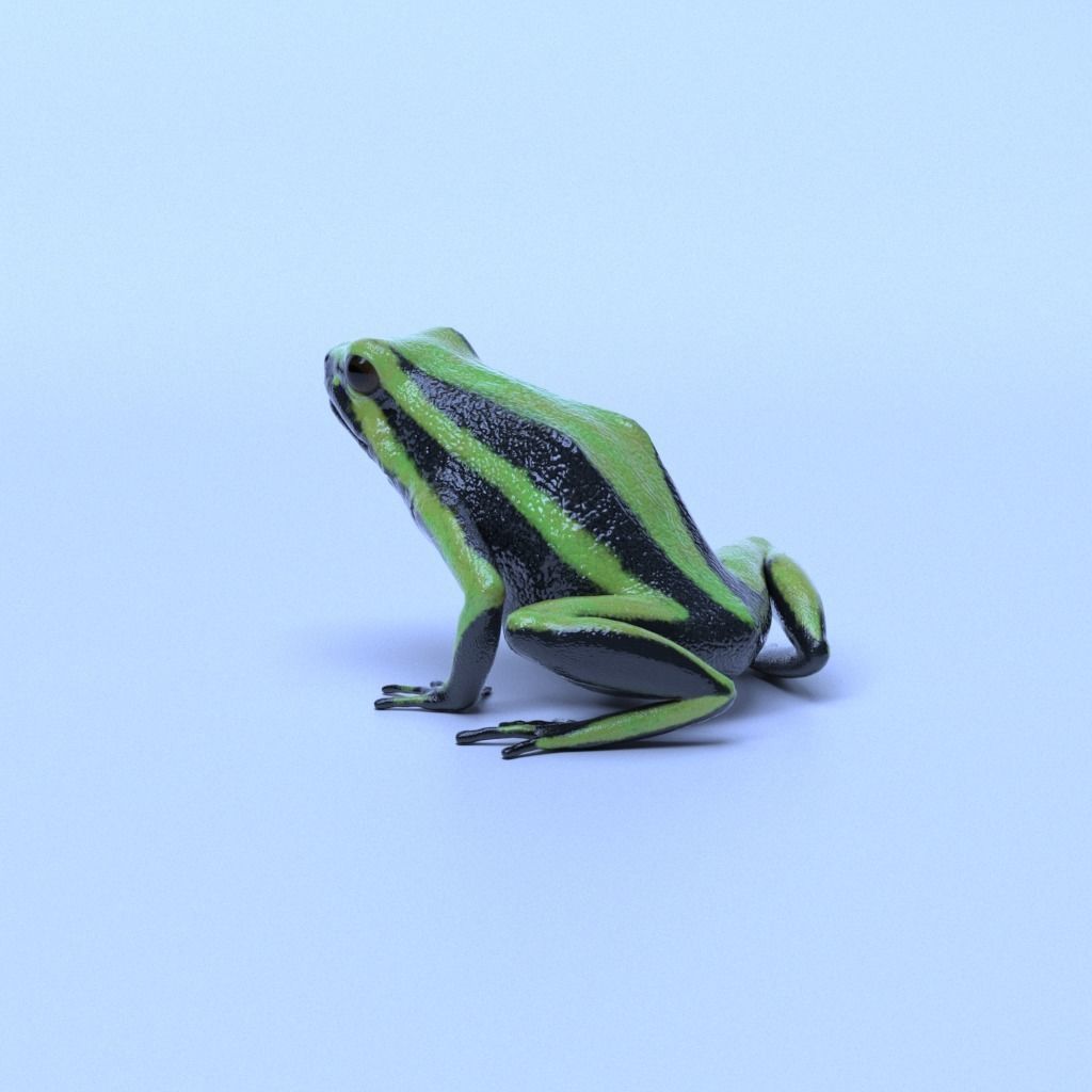 Poison Dart Frogs v3 - Package 3D model_26