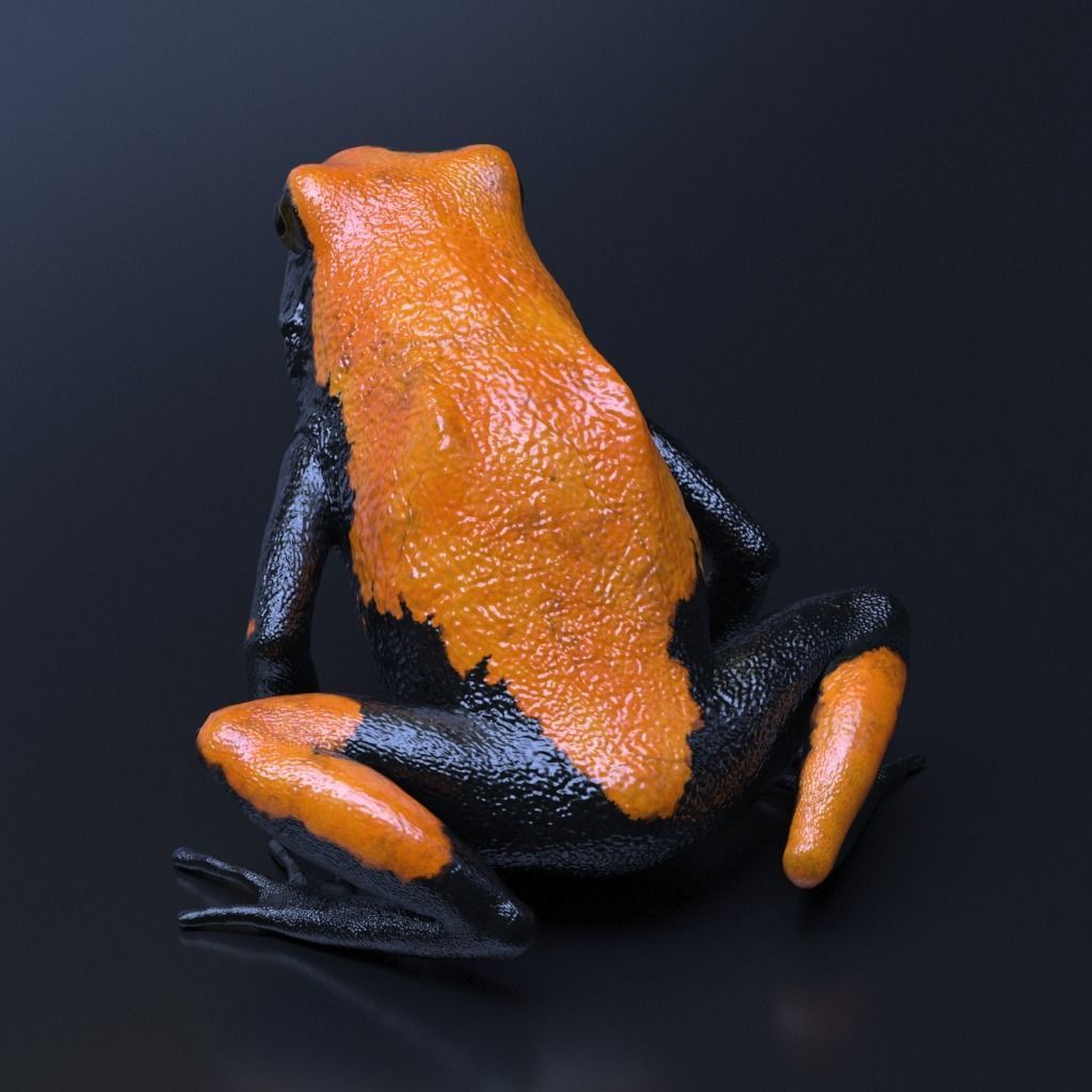 Poison Dart Frogs v3 - Package 3D model_32