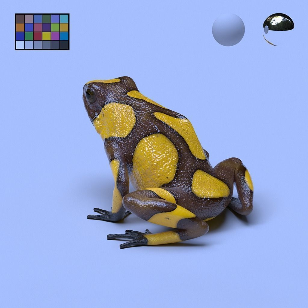 Poison Dart Frogs v3 - Package 3D model_57