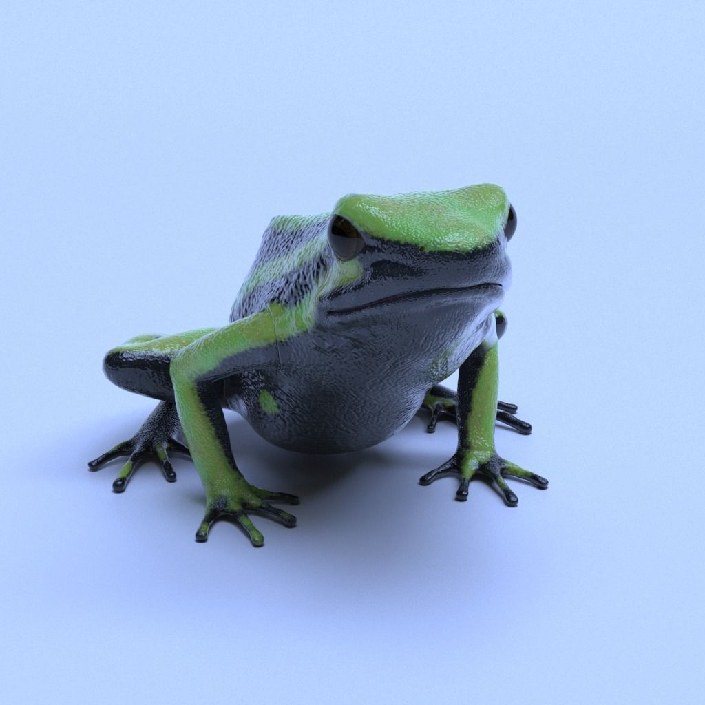 Poison Dart Frogs v3 - Package 3D model_22