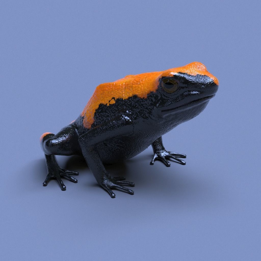 Poison Dart Frogs v3 - Package 3D model_42