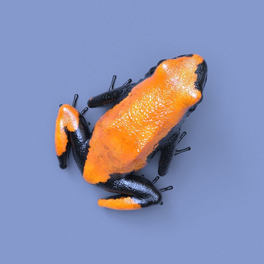 Poison Dart Frogs v3 - Package 3D model_44