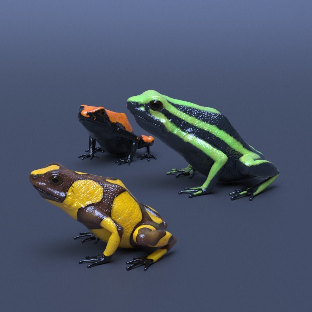 Poison Dart Frogs v3 - Package 3D model_13