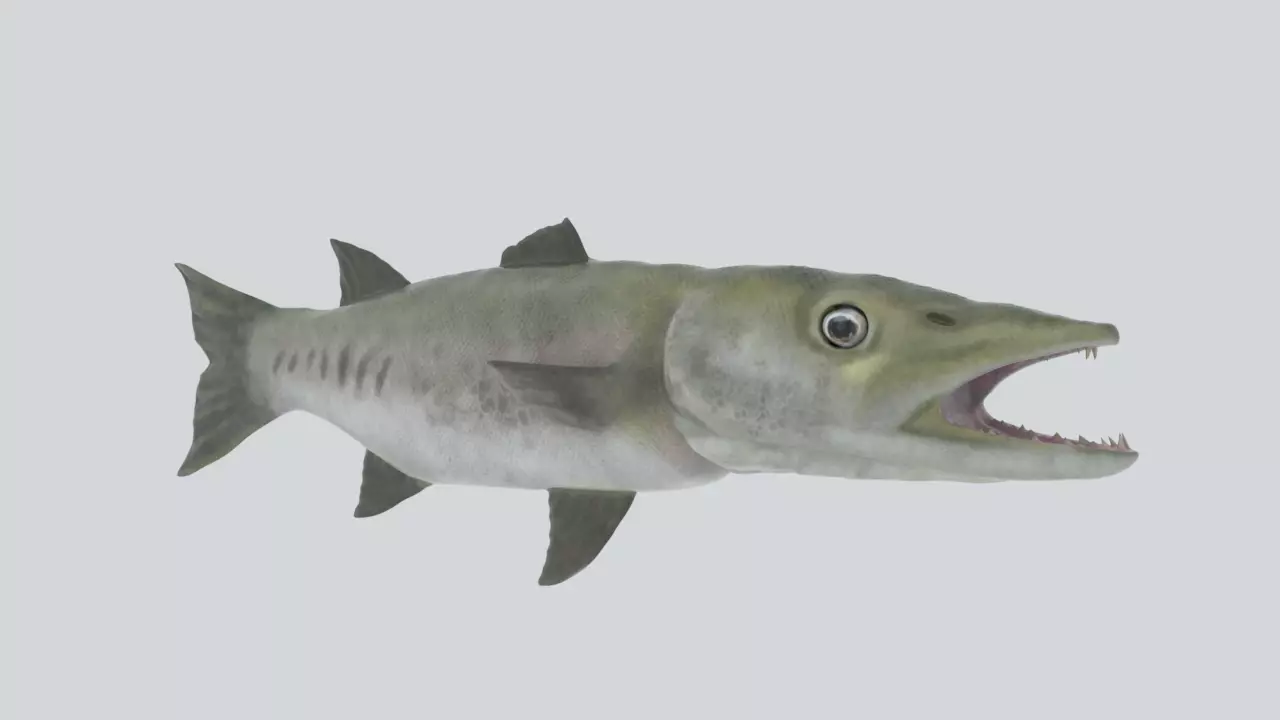 Barracuda fish Free low-poly 3D model